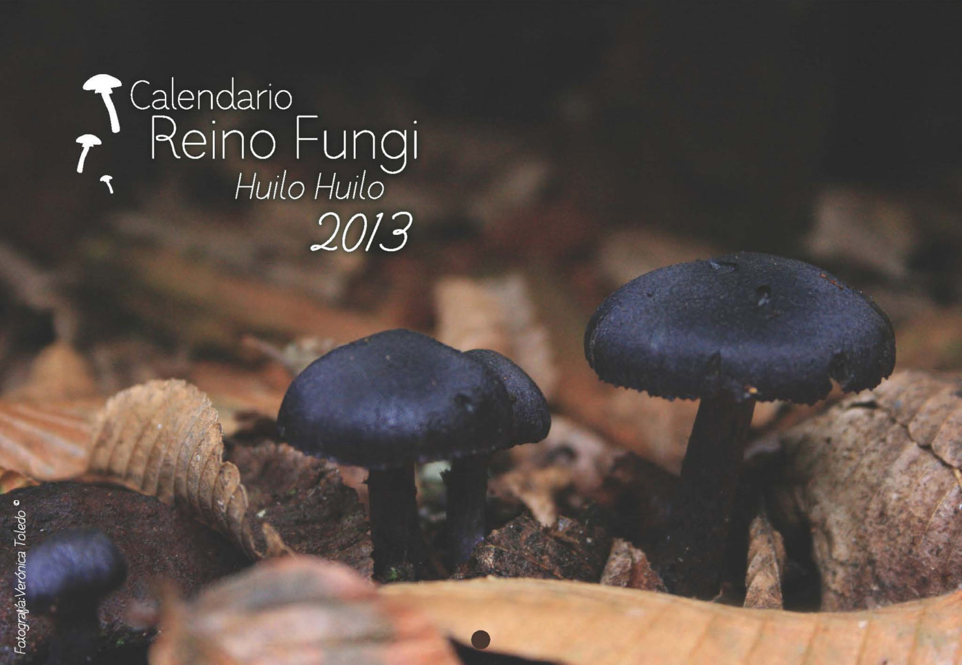 Calendario del reino Fungi  en  la Reserva HuiloHuilo