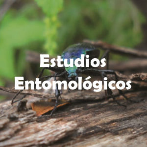 Entomológicos