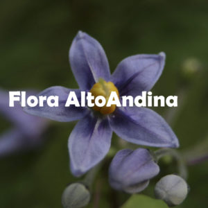 Flora AltoAndina