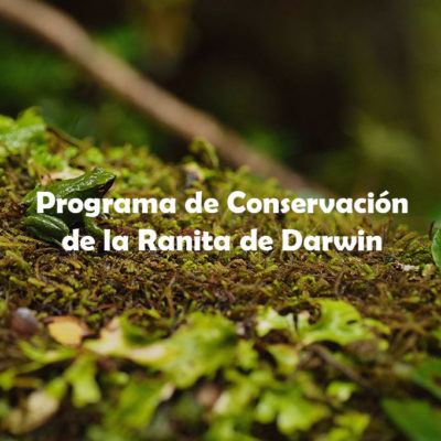 Programa de Conservación Ranita de Darwin
