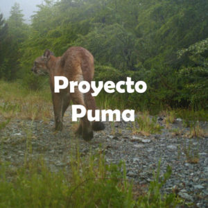 Proyecto Puma