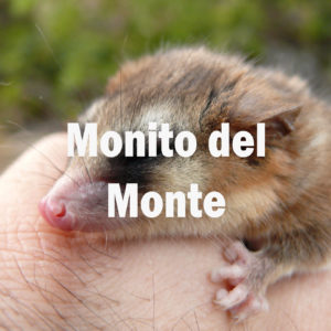 monito
